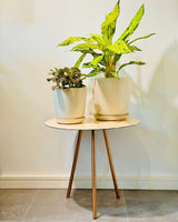 Spec Ceramic Pot - Plant Daddy