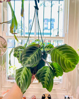 Maranta ‘Massangeana’ - Plant Daddy