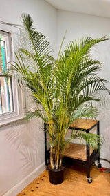 Dypsis lutescens (Golden Cane Palm) - Plant Daddy