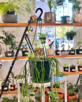 Rhipsalis baccifera (Mistletoe Cactus) - Plant Daddy
