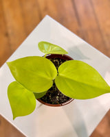 Philodendron cordatum ‘Gold’ - Plant Daddy