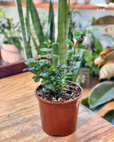 Pilea ‘Bathroom Bubbles' - Plant Daddy