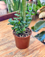 Pilea ‘Bathroom Bubbles' - Plant Daddy