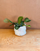 Urban Column Stone Pot - Plant Daddy