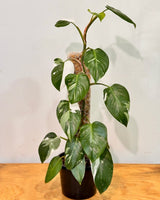 Philodendron ‘White Princess’ on Moss Pole - Plant Daddy