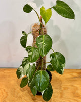 Philodendron ‘White Princess’ on Moss Pole - Plant Daddy