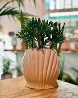 Succulent Clam Pot - Potted Creation - Plant Daddy
