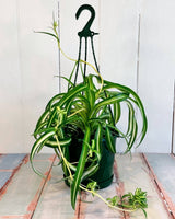 Chlorophytum comosum ‘Bonnie’ (Curly Spider) - Plant Daddy