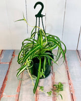 Chlorophytum comosum ‘Bonnie’ (Curly Spider) - Plant Daddy