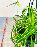 Chlorophytum comosum ‘Bonnie’ (Curly Spider) - Plant Daddy