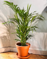 Dypsis lutescens (Golden Cane Palm) - Plant Daddy