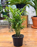 Chamaedorea elegans (Parlour Palm) - Plant Daddy