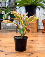 Peperomia clusiifolia ‘Jelly’ - Plant Daddy