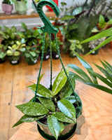 Hoya pubicalyx ‘Silver’ - Plant Daddy