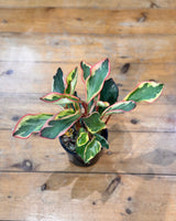 Peperomia clusiifolia ‘Jelly’