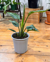 Strelitzia nicolai (Giant Bird of Paradise) - Plant Daddy