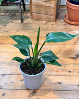 Strelitzia nicolai (Giant Bird of Paradise) - Plant Daddy
