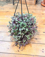 Callisia repens ‘Pink Lady’ - Plant Daddy