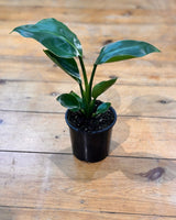 Strelitzia nicolai (Giant Bird of Paradise) - Plant Daddy
