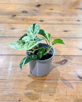 Epipremnum ‘Marble Queen’ - Plant Daddy