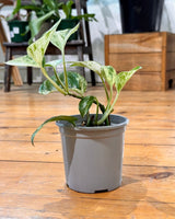 Epipremnum ‘Marble Queen’ - Plant Daddy