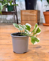 Epipremnum ‘Snow Queen'