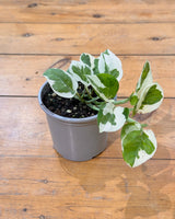 Epipremnum ‘Snow Queen'