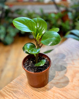 Peperomia obtusifolia 'Jade' - Plant Daddy
