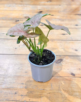 Syngonium ’Pink Margarita' - Plant Daddy