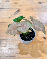 Syngonium ’Pink Margarita' - Plant Daddy