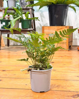 Davallia fejeensis (Rabbits Foot Fern) - Plant Daddy