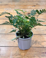 Davallia fejeensis (Rabbits Foot Fern) - Plant Daddy