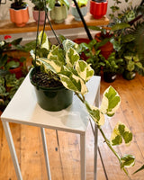 Epipremnum ‘Snow Queen' - Plant Daddy