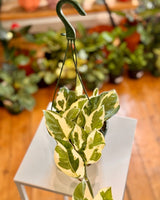 Epipremnum ‘Snow Queen' - Plant Daddy