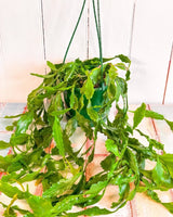 Rhipsalis goebeliana - Plant Daddy