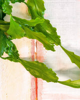 Rhipsalis goebeliana - Plant Daddy