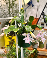 Zygo Cactus (Christmas Cactus) - Plant Daddy