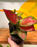Aglaonema mix - Easy Care plant - Plant Daddy