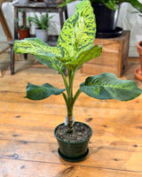 Dieffenbachia ‘Mars’ - Plant Daddy