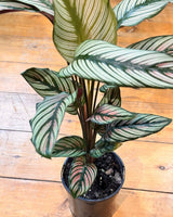 Calathea Goeppertia majestica 'White Star' - Plant Daddy