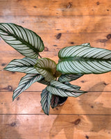 Calathea Goeppertia majestica 'White Star' - Plant Daddy