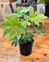 Fatsia japonica ‘Spider's Web’ - Plant Daddy