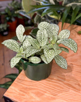 Fittona var. (Nerve Plant) - Plant Daddy