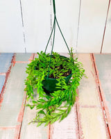 Aeschynanthus sp - Plant Daddy