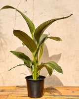 Spathipyllum ‘Sensation’ (Peace Lily) - Plant Daddy