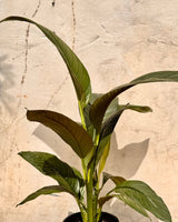 Spathipyllum ‘Sensation’ (Peace Lily) - Plant Daddy