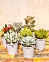 Range of Large Potted Succulent