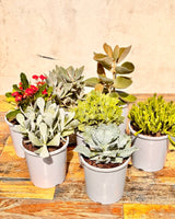Range of Large Potted Succulent