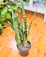 Sansevieria trifasciata - Plant Daddy
