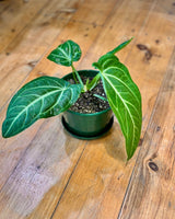 Anthurium villenaorum - Plant Daddy